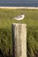 Profile of seagull standing on wood post with green marsh grass and blue water in background