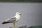 Profile of a seagull on stone