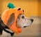 Profile of senior beagle dog wearing Halloween pumpkin costume