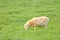 Profile Sheep and Thick Pastureland