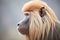 profile shot of baboon with striking mane