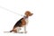 Profile shot of a beagle dog on a leash with a scarf on a leash