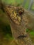 Profile shot of a bearded dragon (Pogona)