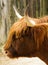 Profile shot of a brown highland bull grazing outdoors