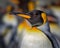 Profile shot of colorful King Penguin with blurry background