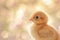 A profile shot of an Easter chick, its feathers catching the light, creating a luminous effect against a background blurred