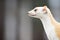 profile shot of ermine in profile