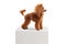 Profile shot of a groomed red poodle dog on a white pedestal