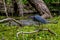 Profile Shot of a Little Blue Heron (Egretta caerulea) in Front of a Giant Wild Alligator in Texas.