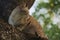 A profile shot of a lovely, young, stray, homeless brown, tan and white cat up in a Thai park tree.