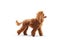 Profile shot of a red poodle walking