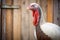 profile shot of a turkey with a rustic barn door
