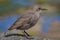 Profile side portrait of a juvenile starling