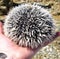 Profile side view of live prickly sea urchin in the outstretched palm of a hand