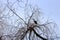 Profile of Silhouetted Nesting Crane