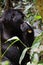 A profile of a silver-back Gorilla chewing on a branch in the forest