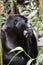 A profile of a silver-back Gorilla chewing on a branch in the forest