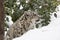 Profile Snow Leopard Cub in Snow and Trees