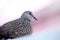 Profile of a spotted dove