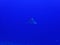 Profile Spotted Eagle Ray Deep Blue Underwater