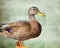 Profile of a standing Mallard Duck female isolated against a green textured background