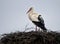 Profile of a stork standing in his nest with beautiful feathers. Bird photography