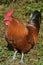 Profile of a Striking Brown Rooster with a Red Crest