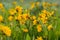 Profile of Sunflowers in Field