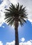 Profile of a tall African palm tree against cloudy blue sky
