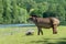 Profile of a tapir standing on a meadow