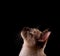 Profile of a tortie point Siamese cat looking up above her