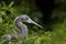 Profile of a Tri-colored Heron