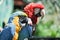 Profile of Two Colorful Macaw Parrots