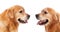Profile of two golden dogs