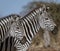 Profile of two zebras walking