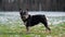 Profile of Unleashed Sad Cute Black French Bulldog Pet Looking Around Standing on Cropped Lawn Cover