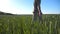 Profile of unrecognizable young farmer walking through the cereal field and touching green wheat ears on summer day