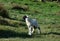 Profile of a Very Young Swaledale Lamb in the Dales