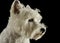 Profile view of an adorable West Highland White Terrier looking curiously