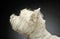 Profile view of an adorable West Highland White Terrier - studio shot, isolated on grey background