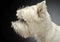 Profile view of an adorable West Highland White Terrier - studio shot, isolated on grey background