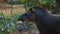 Profile view of Amazon Tapir in Ecuadorian amazon. Common names: Tapir, Danta