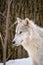 A profile view of an Arctic Wolf in the forest