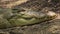 Profile view of an Australian saltwater crocodile