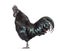 Profile view of a Ayam Cemani rooster, chicken