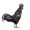 Profile view of a Ayam Cemani rooster, chicken