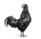 Profile view of a Ayam Cemani rooster, chicken