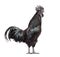 Profile view of a Ayam Cemani rooster, chicken