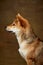 Profile view of beautiful golden color Shiba Inu dog posing isolated over dark vintage background. Concept of animal