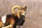 Profile view of beautiful mouflon ram